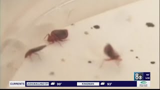 More bed bugs discovered over summer at Las Vegas Strip hotels