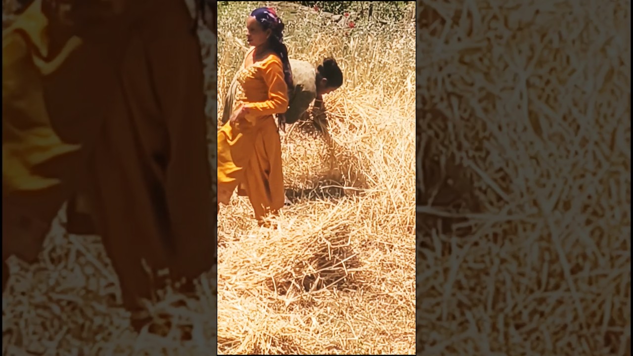 Hard Working Women work in Fields in #india #indian #travel #shorts