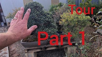 Spring 2021 Bonsai Garden Tour Australia Part 1, Aussie Bonsai Bloke
