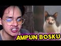 KUCING PAKBOS YG TERKYUTUK!!