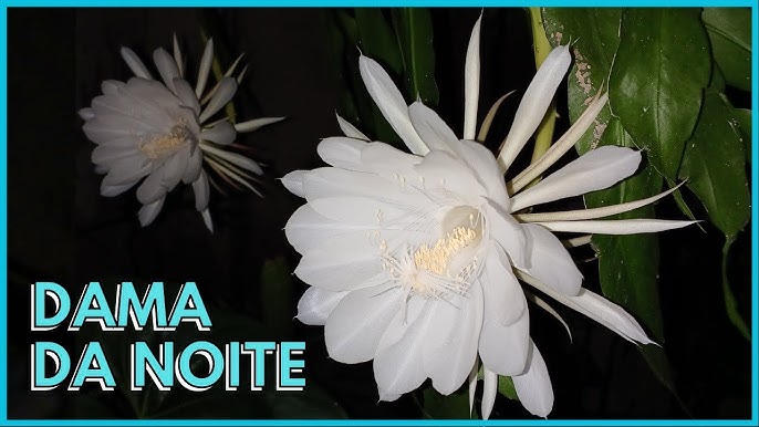 Dama da noite  HM Jardins - Floricultura e Jardinagem