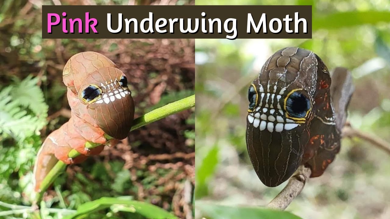 Bizarre Caterpillar With A Face Of A Cartoon Like Skull Youtube Bizarre Caterpillar With A Face Of A Cartoon Like Skull Youtube