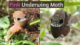 Bizarre Caterpillar with a Face of a Cartoon like Skull