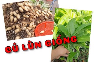 Củ lùn giống | 0386569374 - Ngọc Ngân Bến Tre | Chuyên cây độc lạ