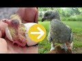 Growth of a baby pigeon: from hatching to 6 weeks old