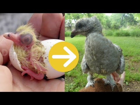 Video: What Little Pigeons Look Like