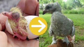 Growth of a baby pigeon: from hatching to 6 weeks old