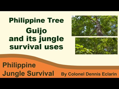 Guijo tree good for construction (Herbal Plants, Philippine Trees)