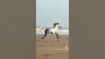 Thumbnail of 🐎✨️ Freedom 🎶 | Jesus Called My Name #godswork #godisgood #godturnitaround #youtubeshort