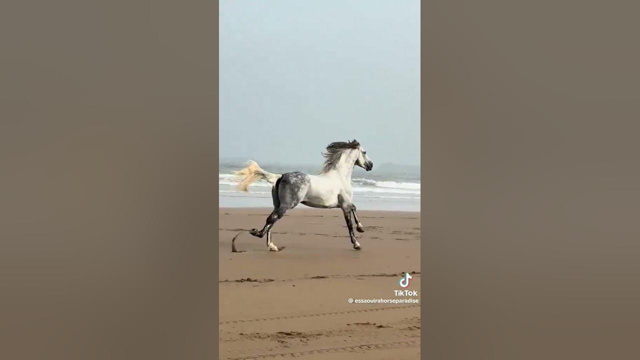 🐎✨️ Freedom 🎶 | Jesus Called My Name #godswork #godisgood #godturnitaround #youtubeshort
