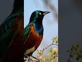Prepare for the BIRD SOUND of the Chestnut-bellied Starling! 🌰🐦🎵 #shorts