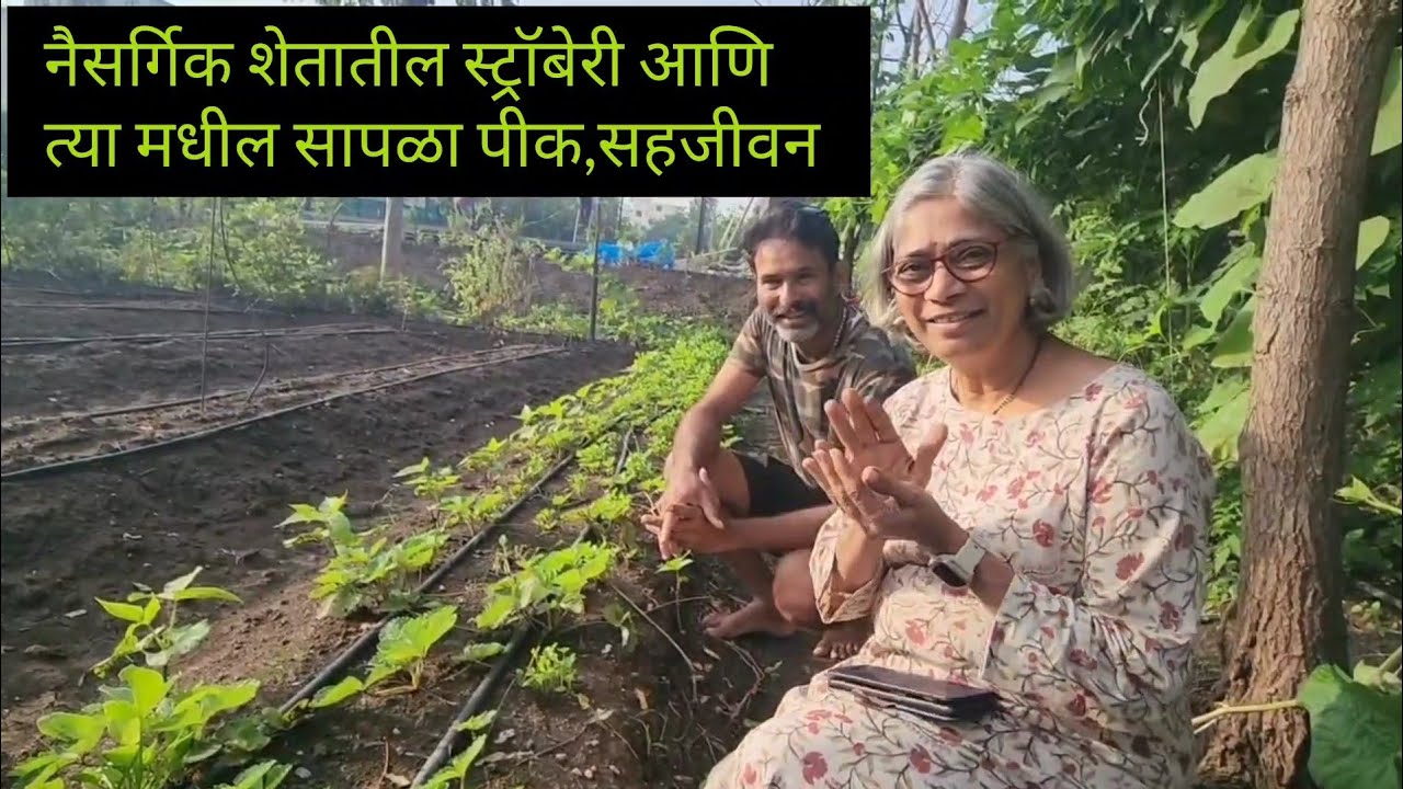 स्ट्रॉबेरी मधील सापळा पीक आणि सहजीवन 