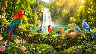 Nature Bird Sounds & Soft Piano 🌿 Peaceful Music for Deep Sleep and Inner Peace screenshot 5