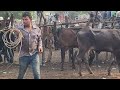 Comederos y Caballos 🐎 en El Tránsito San Miguel El Salvador On