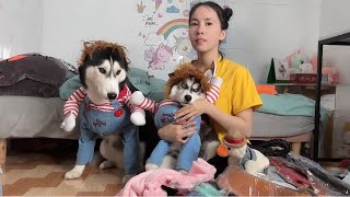 Review Đập Hộp Đồ Chusky Và Các Phụ Kiện Khác Của Bắp Và Lựu Mua Từ Taobao- Husky Dog