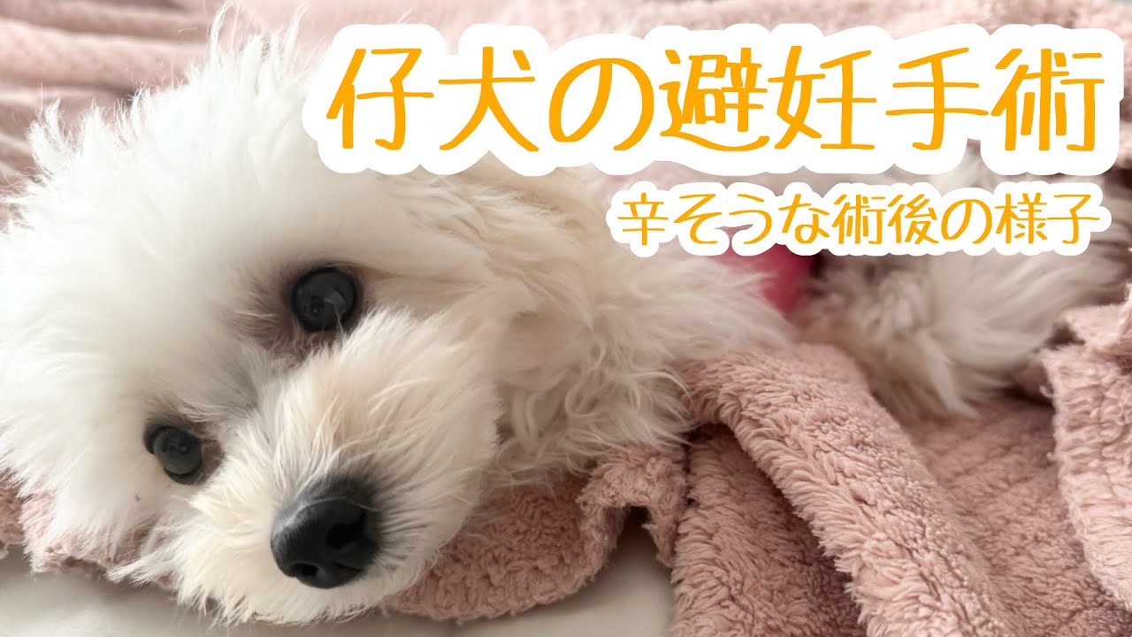 【マルプー】仔犬の避妊手術の術後の様子を覗いてみる！！