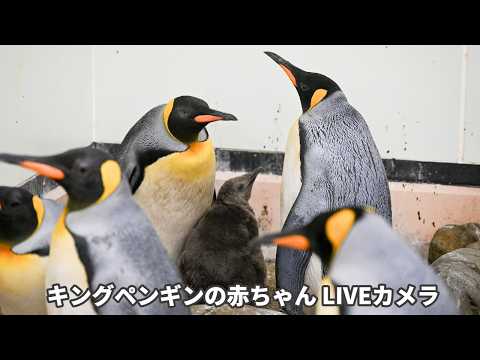アーカイブ】キングペンギンの赤ちゃん定点カメラ(2026/4/21) - YouTube