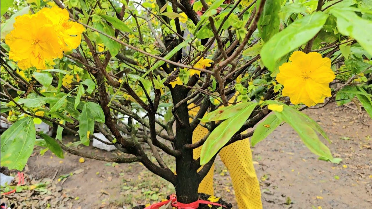 Em Tiền 📲 0385038527 rẻ nhất thị trường mai giảoThủ Đức 27/2 (Mai vàng Quê dừa)