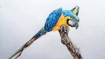 Macaw Drawing in Color Pencils | Bird Drawing | How to draw Macaw