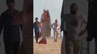 Red Sniper Fish 3Kg Catch Today