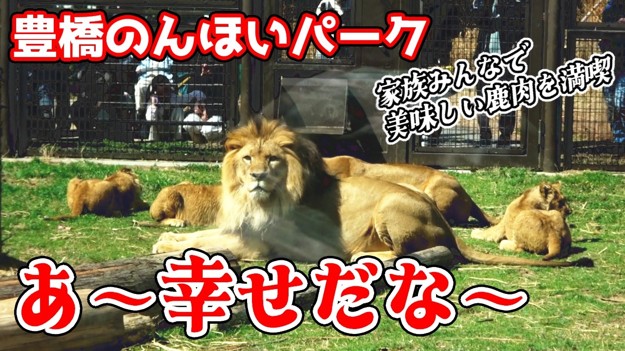 「あ～、なんて幸せな時間なんだろう」アースファミリーみんな揃っての屠体給餌イベント開催。子供たちに囲まれて大満足のアース。3つ子たちも無心に鹿肉を堪能しておりました【のんほいパーク不定期巡回】