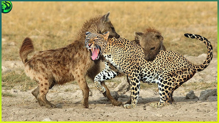 10 Horrifying Moments When Leopards Turned into Prey