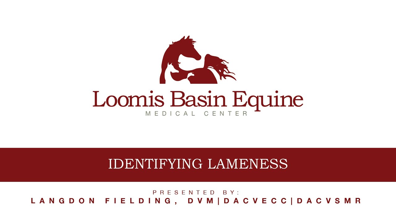 Loomis Basin Equine Medical Center Identifying Lameness Dr Langdon Fielding YouTube