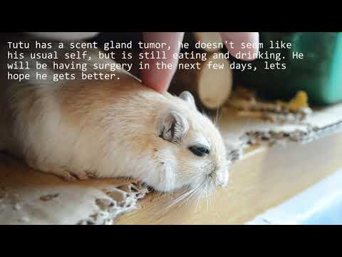 Video: Tumörer Och Cancer I Gerbils