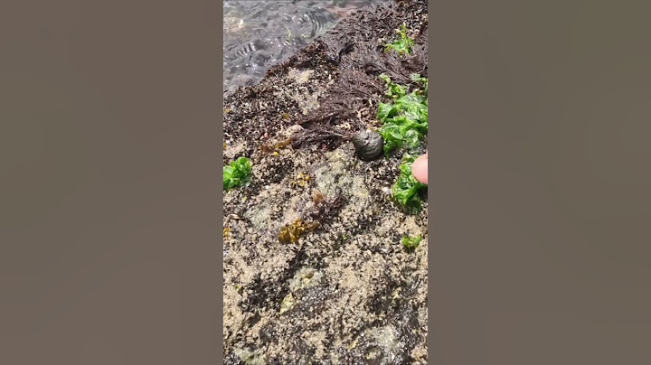 Sea Snail Stir Fry Recipe #shorts #nature