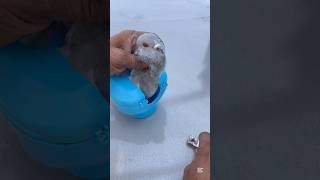 #kabootar ki choch banai #viral music #viral video #foryou kabootar ki video