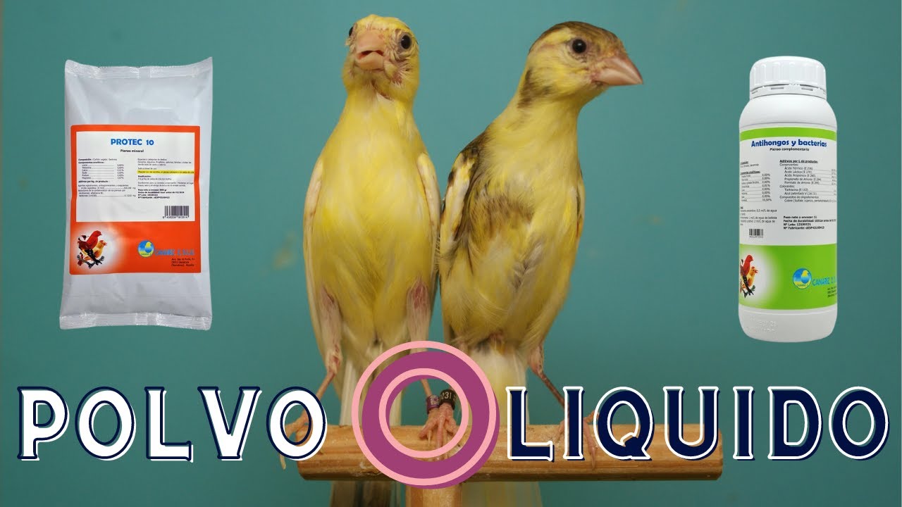 MEJOR EN EL AGUA O LA PASTA ❓