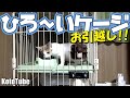 子猫を保護して6日目、新しいケージでいよいよ家猫としての生活がスタートです！！