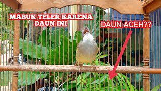 Masteran Burung Cucak Jenggot Jantan Gacor Emosian Ngegass | kicau pidong