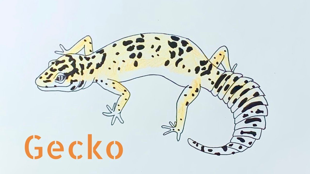 Featured image of post Gecko Drawings Images 3 6k likes 71 talking about this