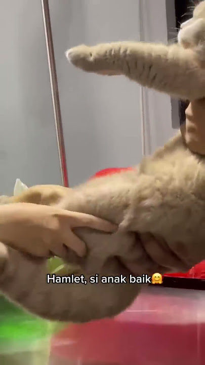 3 kucingku paling anteng kalau ke dokter hewan 🤗