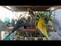Cute Rainbow Budgies and Sweet Sounds for a Calm and Positive Mood