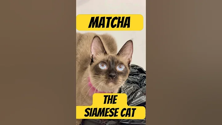 Video 11744051: siamese cats catlover, siamese catlover animals, siamese cat playing
