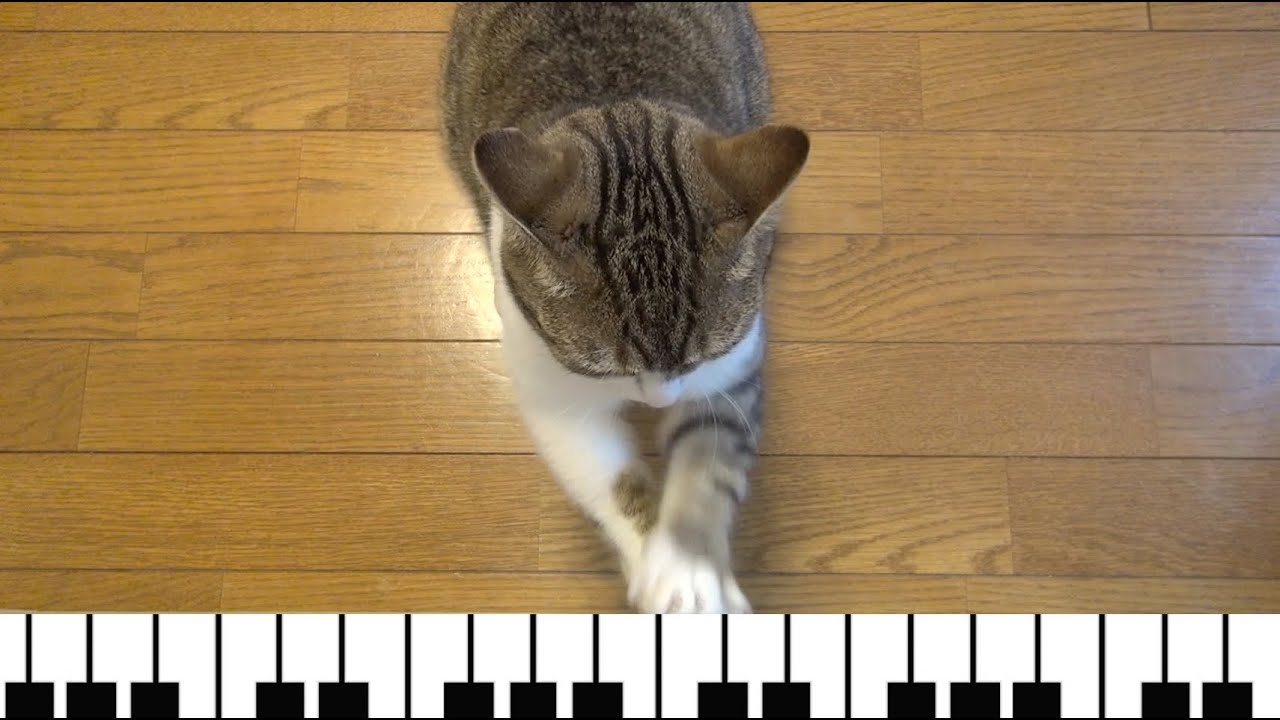 もしもピアノが弾けたなら 振り付け もしもピアノが弾けたなら‘’猫のたろちゃん‘’If I could play the piano