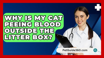 Why Is My Cat Peeing Blood Outside The Litter Box? - PetGuide360.com