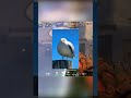Valorant Yami seagull #valorant #funnystreammoments #valorantclips #твичстрим #твичстрим #gaming