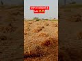 देशी बालक ❤❤🌾🌾 #swami #youtubeshorts #viralvideo #trending #desi #farming #shortvideo