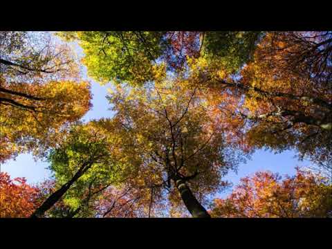 Relaxing Music Sleep 3 Minutes 