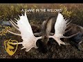 WORLD-CLASS YUKON MOOSE In The Willows  Game Of Inches | Season 5 "A Giant In The Willows"