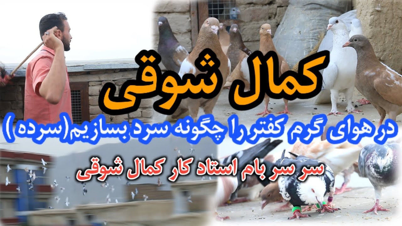 کمال شوقی | در هوای گرم کفتر را چگونه سرد بسازیم | سرسر بام استاد کار  | calling pigeons from sky