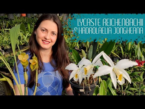 Vídeo: Crescendo Flores Reichenbachii Iris - Reichenbachii Bearded Iris Care