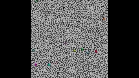 Simulation of a confluent epithelial tissue