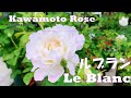 おすすめの白いバラ　ルブラン　河本バラ園の品種　JAPANESE ROSE “Le Blanc” from Kawamoto Rose Garden