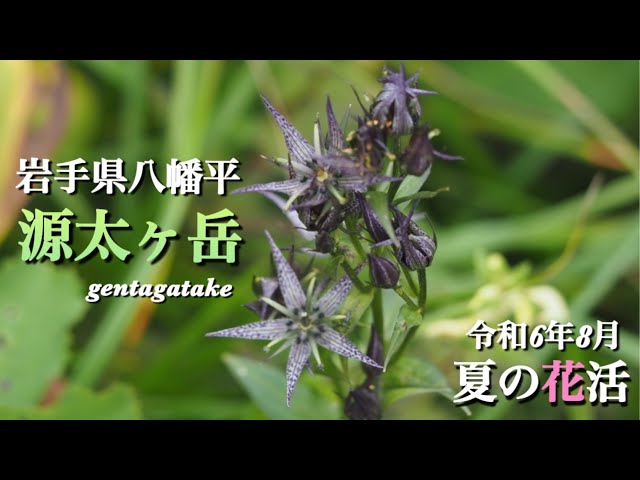 高山植物】 8月 希少種「ミヤマアゲボノソウ」を探しに岩手県八幡平