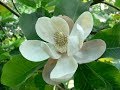 Путешествуйте.  Как цветет магнолия в Грузии на берегу Черного моря 2017   How Magnolia Flowers