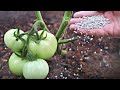 Не вздумайте подкормить этим томаты в июле августе потеряете урожай! Чем нельзя подкармливать томат?